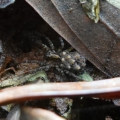 Lycosidae (family) at West Nowra, NSW - 16 Jan 2024 02:59 PM