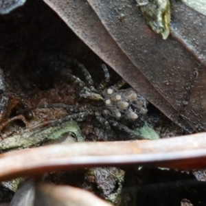 Lycosidae (family) at West Nowra, NSW - 16 Jan 2024 02:59 PM