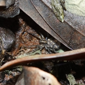 Lycosidae (family) at West Nowra, NSW - 16 Jan 2024 02:59 PM