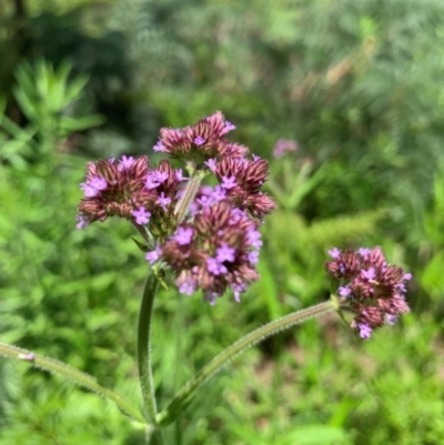 Verbena incompta (Purpletop) at Gilmore, ACT - 11 Jan 2024 by MattS