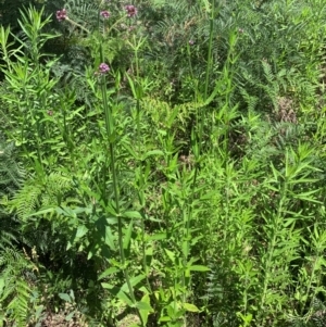 Verbena incompta at Hume Paddocks - 11 Jan 2024