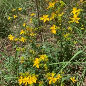 Hypericum perforatum at Hume Paddocks - 11 Jan 2024 02:41 PM