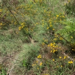 Hypericum perforatum at Hume Paddocks - 11 Jan 2024