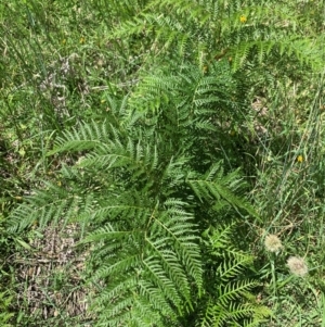 Pteridium esculentum at Hume Paddocks - 11 Jan 2024