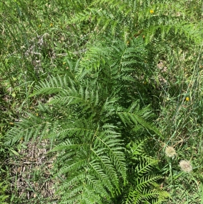 Pteridium esculentum (Bracken) at Gilmore, ACT - 11 Jan 2024 by MattS