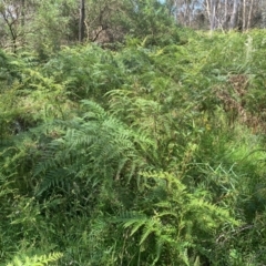 Pteridium esculentum at Hume Paddocks - 11 Jan 2024 02:39 PM