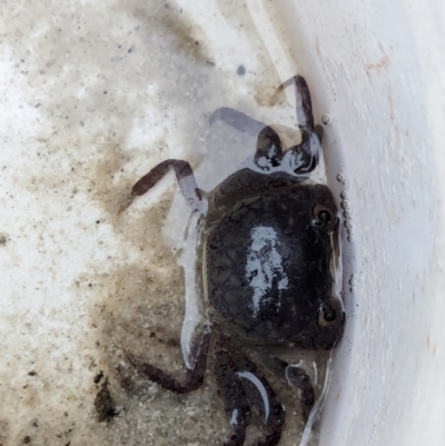 Unidentified Crab at Jervis Bay Marine Park - 17 Jan 2024 by AniseStar