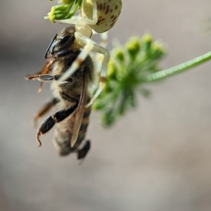 Zygometis xanthogaster at Holder, ACT - 11 Jan 2024 05:06 PM