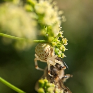 Zygometis xanthogaster at Holder, ACT - 11 Jan 2024 05:06 PM