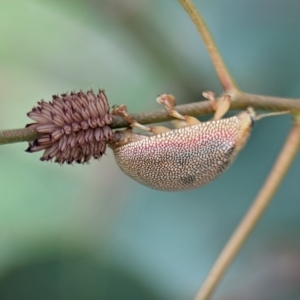 Paropsis atomaria at Holder Wetlands - 14 Jan 2024