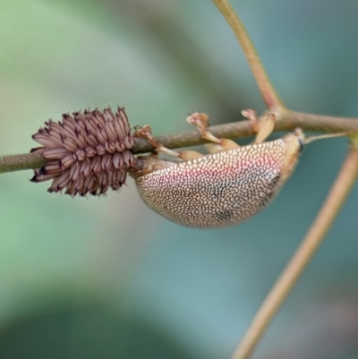 Paropsis atomaria (Eucalyptus leaf beetle) at Holder Wetlands - 14 Jan 2024 by Miranda