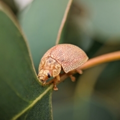 Paropsis atomaria at Holder Wetlands - 14 Jan 2024