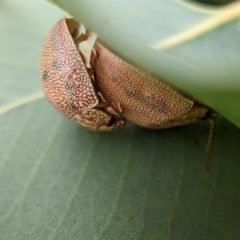 Paropsis atomaria at Holder Wetlands - 14 Jan 2024