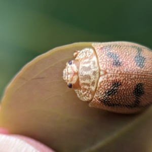 Paropsis atomaria at Holder Wetlands - 14 Jan 2024