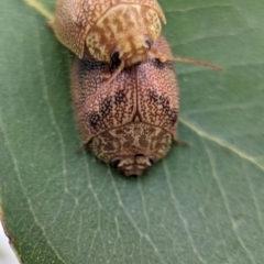 Paropsis atomaria at Holder Wetlands - 14 Jan 2024 10:49 AM