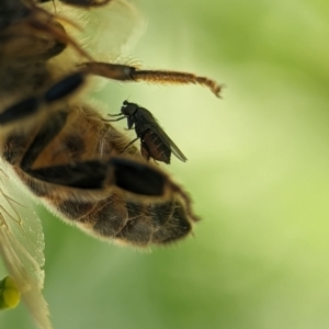 Milichiidae (family) at Holder, ACT - 11 Jan 2024