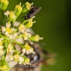 Milichiidae (family) at Holder, ACT - 11 Jan 2024