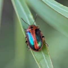 Calomela curtisi at Holder Wetlands - 16 Jan 2024