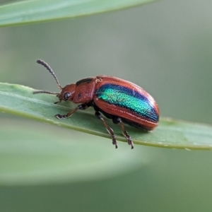 Calomela curtisi at Holder Wetlands - 16 Jan 2024