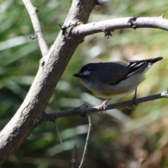 Pardalotus striatus (Striated Pardalote) at Holder, ACT - 10 Sep 2023 by Miranda