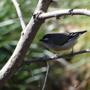 Pardalotus striatus at Holder Wetlands - 10 Sep 2023 11:46 AM