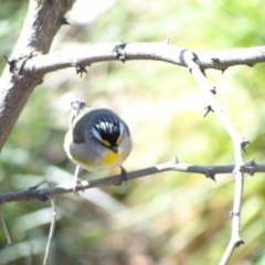 Pardalotus striatus at Holder Wetlands - 10 Sep 2023 11:46 AM