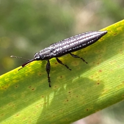 Unidentified Weevil (Curculionoidea) at Wingello, NSW - 28 Dec 2023 by GlossyGal
