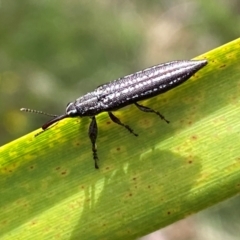 Rhinotia hemisticta at Wingello, NSW - 28 Dec 2023 by GlossyGal