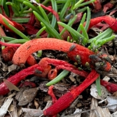 Phallus rubicundus (Phallus rubicundus) at Aranda, ACT - 17 Jan 2024 by KMcCue