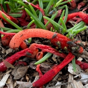 Phallus rubicundus at Aranda, ACT - 17 Jan 2024