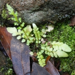 Blechnum rupestre (Small Rasp Fern) at West Nowra, NSW - 16 Jan 2024 by RobG1