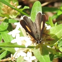 Candalides xanthospilos (Yellow-spotted Blue) at Lakesland, NSW - 9 Jan 2024 by GlossyGal