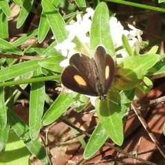 Candalides xanthospilos at Nattai National Park - 10 Jan 2024