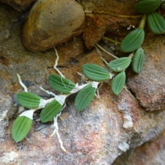 Dockrillia linguiformis (Thumb-nail Orchid) at West Nowra, NSW - 16 Jan 2024 by RobG1