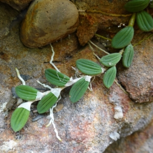 Dockrillia linguiformis at West Nowra, NSW - suppressed
