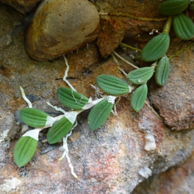 Dockrillia linguiformis (Thumb-nail Orchid) at West Nowra, NSW - 16 Jan 2024 by RobG1