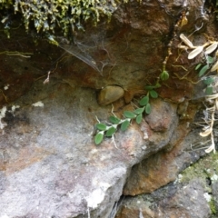 Dockrillia linguiformis at West Nowra, NSW - suppressed