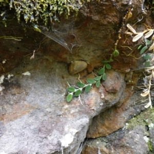 Dockrillia linguiformis at West Nowra, NSW - suppressed