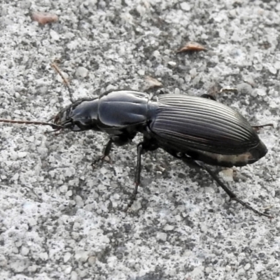Unidentified Darkling beetle (Tenebrionidae) at Burradoo, NSW - 12 Jan 2024 by GlossyGal
