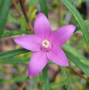 Crowea exalata at West Nowra, NSW - 16 Jan 2024