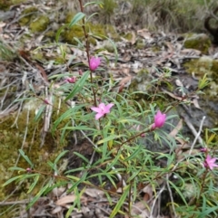 Crowea exalata at West Nowra, NSW - 16 Jan 2024