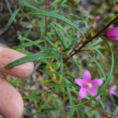 Crowea exalata at West Nowra, NSW - suppressed