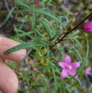 Crowea exalata at West Nowra, NSW - 16 Jan 2024