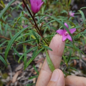 Crowea exalata at West Nowra, NSW - 16 Jan 2024