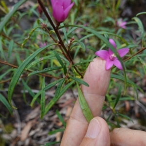 Crowea exalata at West Nowra, NSW - suppressed