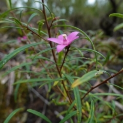 Crowea exalata at West Nowra, NSW - suppressed