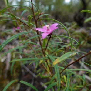 Crowea exalata at West Nowra, NSW - 16 Jan 2024