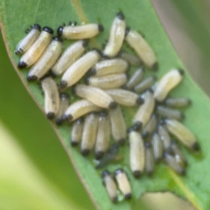 Paropsisterna cloelia at Bruce, ACT - 17 Jan 2024 03:15 PM