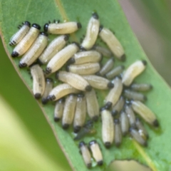 Paropsisterna cloelia at Bruce, ACT - 17 Jan 2024 03:15 PM