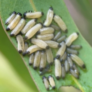 Paropsisterna cloelia at Bruce, ACT - 17 Jan 2024 03:15 PM